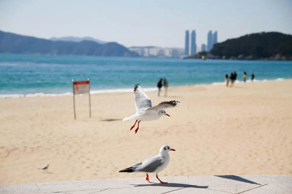 부산 해운대구 부릉프렌즈 역대급 물량 폭발! AI 최적 배차 도입 및 하루 20건 수행 시 3만 원 추가 보너스 총정리